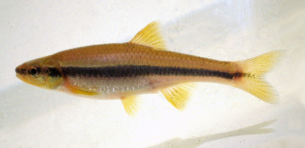 Yellowfin